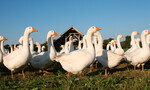 Die Haltung von Gänsen ist in Niedersachsen seit März mit Mindestanforderungen verknüpft.