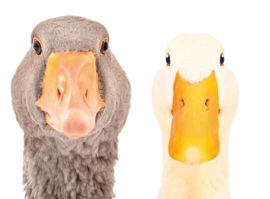     Enten  und  Gnse sind besonders im asiatischen Raum wichtige Lebensmittellieferanten.  Auch  die  Eier  stellen  hier  eine  besondere Delikatesse dar. 