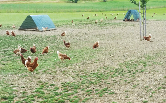 Auslauf ist nicht gleich Auslauf. Damit die Hhner immer
gengend Mglichkeiten haben, zu
picken, zu fressen und zu scharren,
braucht es Struktur auf dem Freigelnde. 