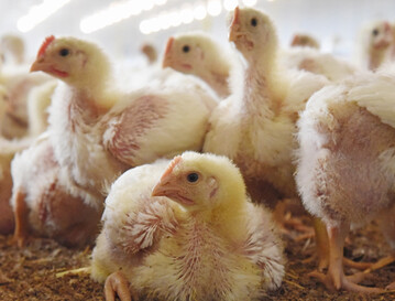 Die steigende Nachfrage der Gesellschaft nach Geflgelprodukten ist mit der Forderung nach mehr Tierwohl
verbunden. 
