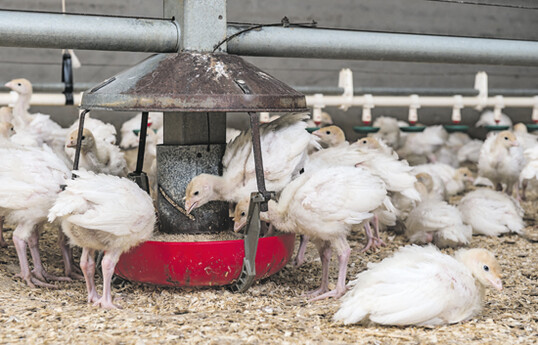 Steigen die Temperaturen im Sommer stark an, leiden die Puten unter Stress. Auch auf Küken und Jungputen wirkt sich große Hitze ungünstig aus.
