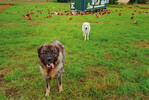 „Mit den Hunden erreichen wir
einen hundertprozentigen Schutz
unseres Geflügels. Die Arbeit mit
den vierbeinigen Helfern ist jedoch
kein Selbstläufer. “ Martin Hof