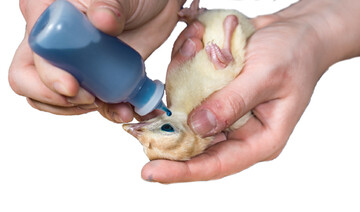 Die Einzeltierimpfung mithilfe von
Augentropfen kann sinnvoll sein, ist aber
auch sehr arbeitszeitaufwendig. 