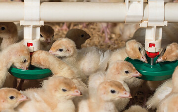  Das Poult Enteritis Mortality Syndrome (PEMS) verursacht typischerweise 
Durchfall bei jungen Puten  mit 
weitreichenden Folgeerkrankungen. 