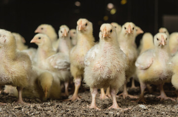  Kokzidiose betrifft berwiegend junge Tiere. Um Kokzidiose und damit die Tiergesundheit langfristig zu kontrollieren, werden bei Broilern und Puten Kokzidiostatika eingesetzt. 