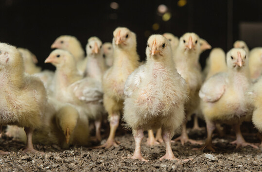     Kokzidiose betrifft berwiegend junge Tiere. Um Kokzidiose und damit die Tiergesundheit langfristig zu kontrollieren, werden bei Broilern und Puten Kokzidiostatika eingesetzt. 