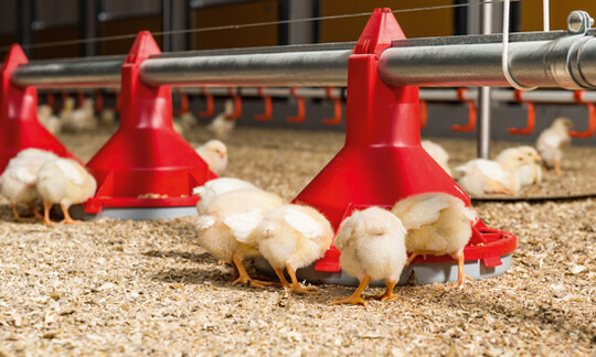 Da das Futter mit ca. 50 % der Produktionskosten eines
der bedeutendsten Produktionsmittel bei
der Herstellung tierischer Lebensmittel darstellt, ist eine qualitative Einschtzung des
Futters bei der Kaufentscheidung sehr wichtig. Durch regelmige Prfung soll auch die
Futterqualitt verbessert bzw. auf hohem
Niveau gehalten werden.    