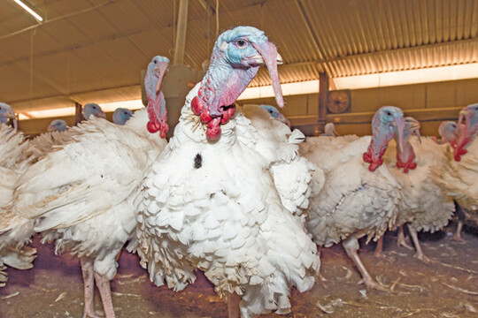  Die
Verringerung von Calcium ab der
Futterphase 3 bei Putenhhnen kann
dazu beitragen, dass die Tiere zum
Ende der Mast mehr Fleisch ansetzen
sowie eine unverminderte Knochenstabilitt aufweisen, verglichen mit
den momentan empfohlenen Calciumgehalten.     