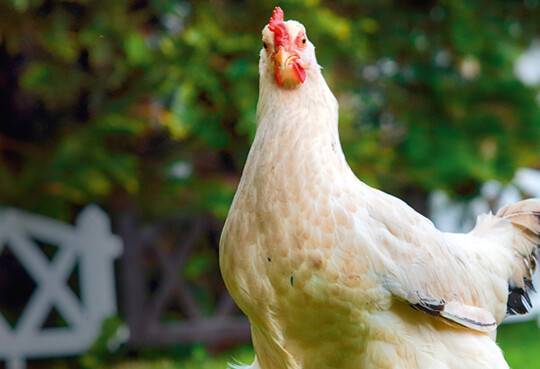    Tierwohl, kleine Bestnde, kurze Transportwege,  geschlossene  Kreislufe    insgesamt  eine  nachhaltige  Geflgelfleischerzeugung    werden  gewnscht.  Oft  fehlt  aber  die  Bereitschaft,  kostendeckende  Preise  zu  zahlen.  