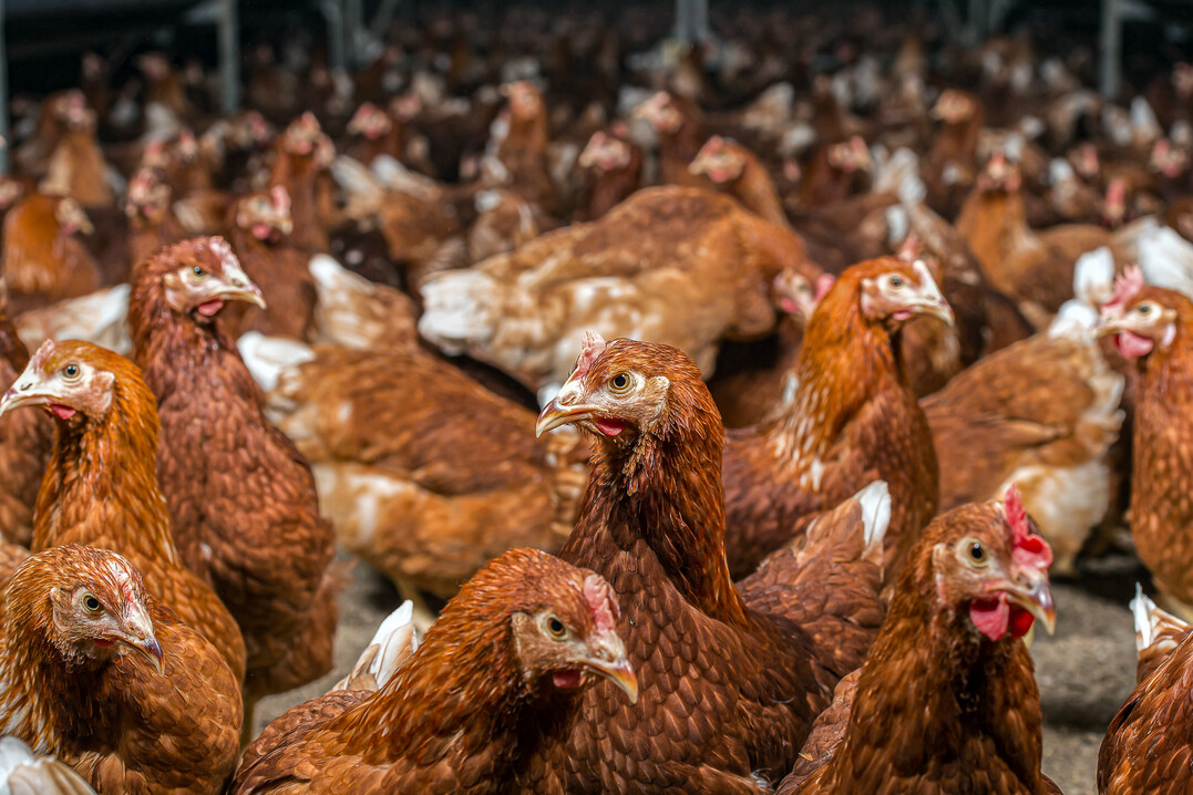 Das Projekt „Nationales Tierwohl-Monitoring“ (NaTiMon) ist abgeschlossen, bereits seit Sommer 2023 befinden sich die Ergebnisse beim BMEL zur Prüfung.