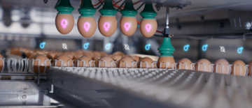 Mit dem Genus Focus erfolgt die Geschlechtsbestimmung im Ei mittels MRT und KI-Technologie.
