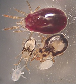 Auf dem Bild finden sich alle Entwicklungsstadien der Roten Vogelmilbe: Ei, Larve, Nymphe I, Nymphe II und Adulte.