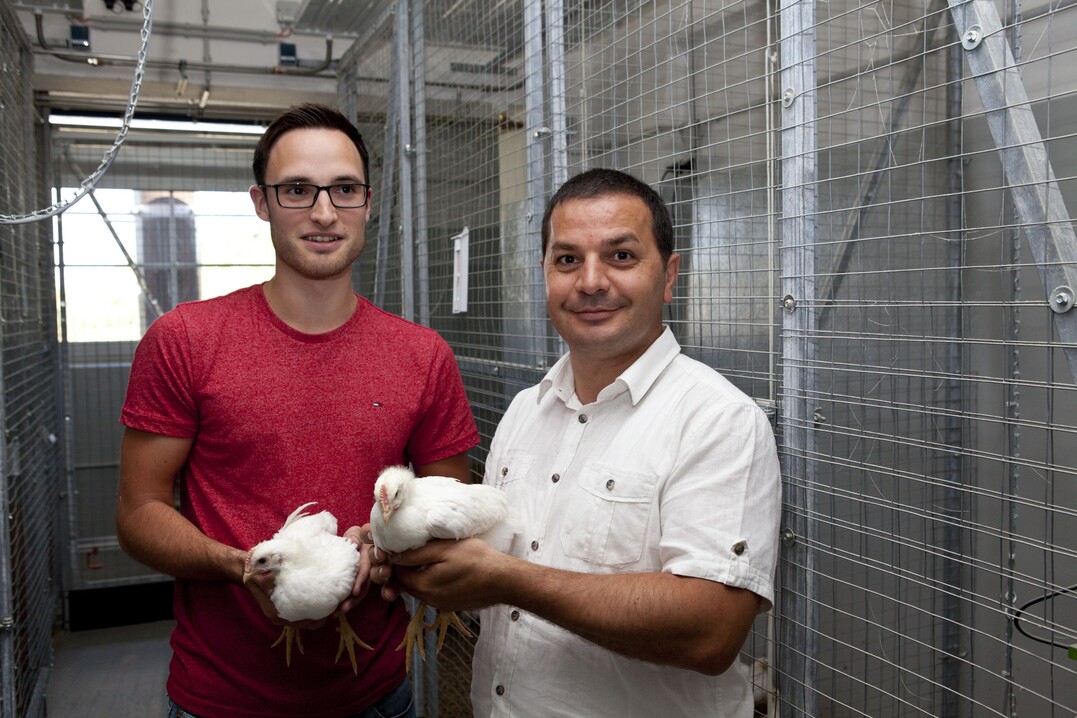 Dr. Gürbüz Das (r.) und Projektteammitarbeiter Manuel Stehr mit Zweinutzungshühnern in der neuen Stallanlage.