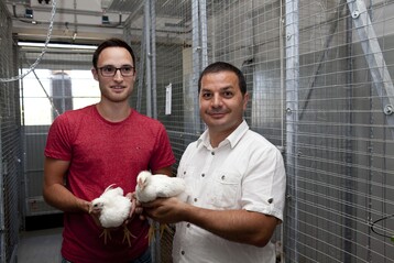 Dr. Grbz Das (r.) und Projektteammitarbeiter Manuel Stehr mit Zweinutzungshhnern in der neuen Stallanlage.