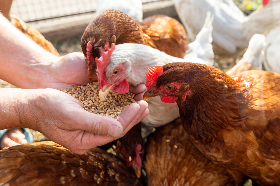 Das Forschungsprojekt sLowFeedChickIns untersucht alternative Proteinquellen für den Praxiseinsatz bei der Fütterung von Zweinutzungshühnern.