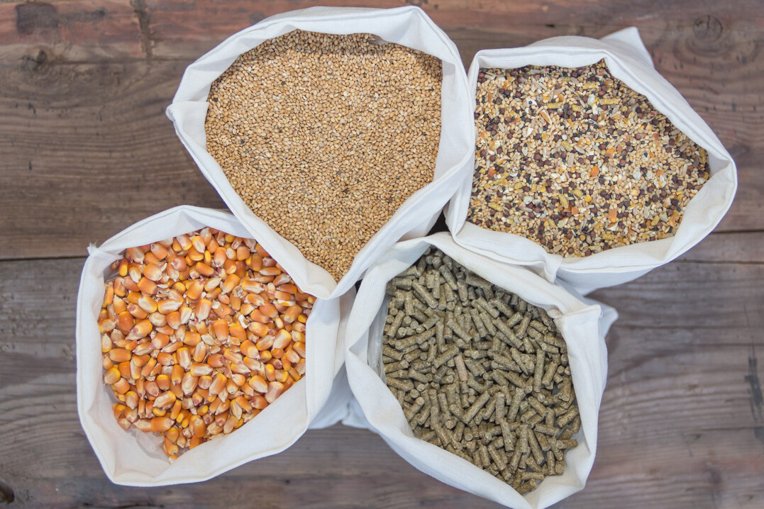Bedeutend ist der Einsatz der sogenannten NSP-Enzyme. Auf deren Basis konnten auch Futtermischungen mit weniger Mais erfolgreich etabliert werden.