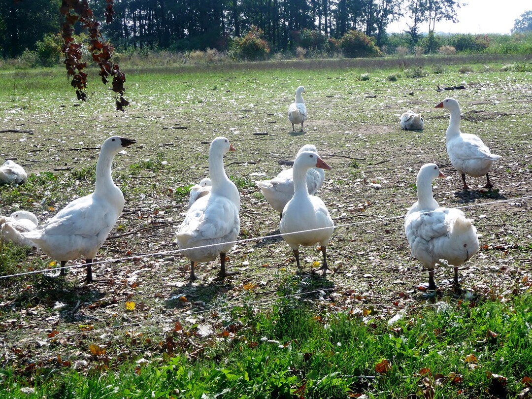 Gänse in Weidehaltung.
