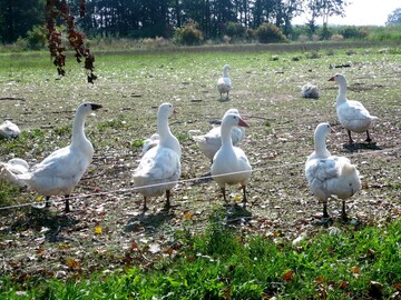 Gnse in Weidehaltung.