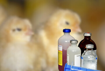 Das Antibiotika-Minimierungskonzept auf weitere Tierarten ausgeweitet und gilt ab dem 1. Januar 2023 auch frJung- und Legehennen.