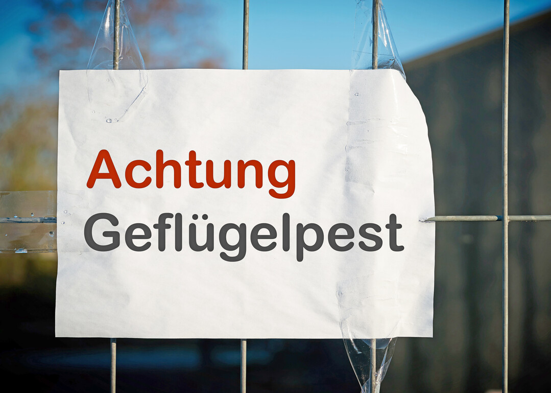 in der Gemeinde Rosengarten, Ortsteil Ehestorf, wurde die hochpathogene Variante der Geflügelpest in einer Kleinsthaltung nachgewiesen wurde.