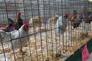 Auf Geflgelschauen kommen Vgel aus vielen verschiedenen Tierhaltungen zusammen. Dadurch besteht ein hohes Risiko fr die Verbreitung der Geflgelpest zwischen Vogelbestnden.