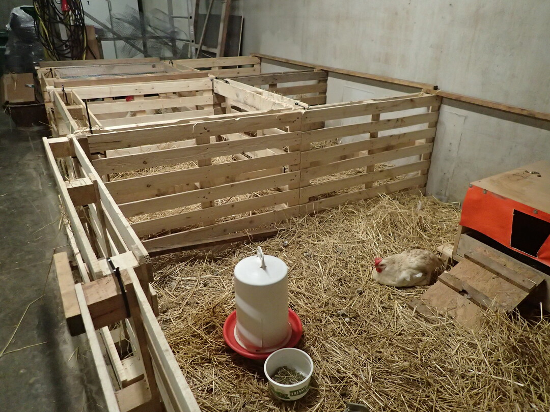 Eingestreute Bereiche im Stallvorraum eignen sich auch für eine längere Genesungszeit.