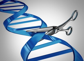 Bei der In-ovo-Geschlechtsbestimmung wird mit der Gen-Schere CRISPR/Cas ein fluoreszierendes Gen in das Z-Chromosom von Hennen eingefgt, wodurch mnnliche Bruteier markiert und bereits kurz nach dem Legen unter UV-Licht identifiziert werden knnen.