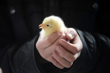  Der Faktor Mensch, also der Halter, ist
das entscheidende Kriterium fr das Tierwohl. Das sollte bei allen Regelungen und
Forderungen, die den Tierschutz betreffen,
Beachtung finden. 