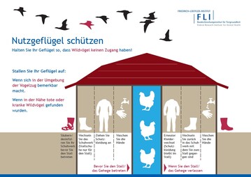 Diese bersichtliche Infografik zum Thema Nutzgeflgel schtzen
steht unter www.fli.de im DIN-A4-Format kostenlos zum Download bereit. 