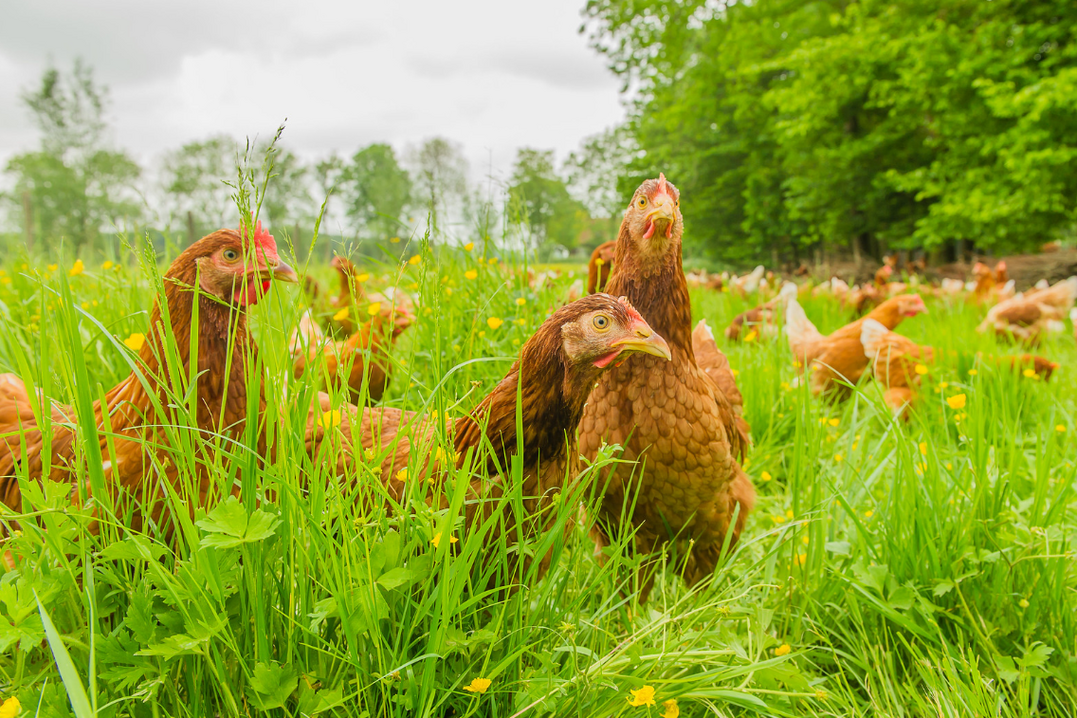   kojunghennen im Grnauslauf. Viel frher sollten sie auch nicht nach drauen, denn sonst sind sie  eine leichte Beute fr Wildtiere. berdies sind mit Auslauf aufgezogene Junghennen potenzielle bertrger von Krankheitskeimen. 