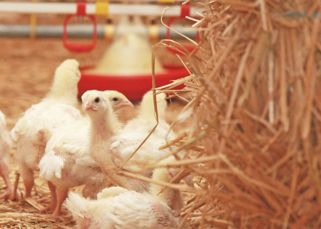 Das neue Programm der Initiative Tierwohl (ITW) bringt für die Hähnchenhalter Veränderungen mit sich.