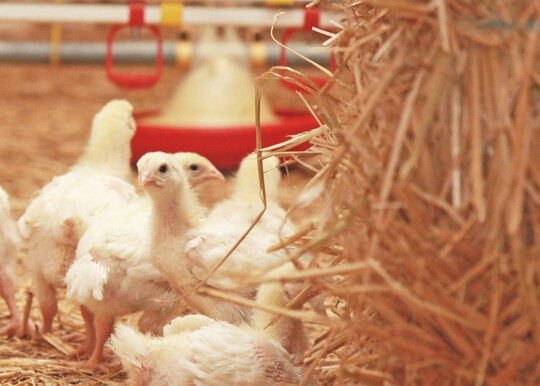 Broiler Net zielt darauf ab, die Widerstandsfhigkeit und Nachhaltigkeit des europischen Masthhnchensektors zu verbessern.