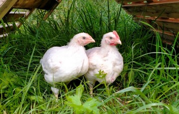 Masthhner sind entwicklungsbiologisch noch Kken, die besonders auf Deckung angewiesen sind.