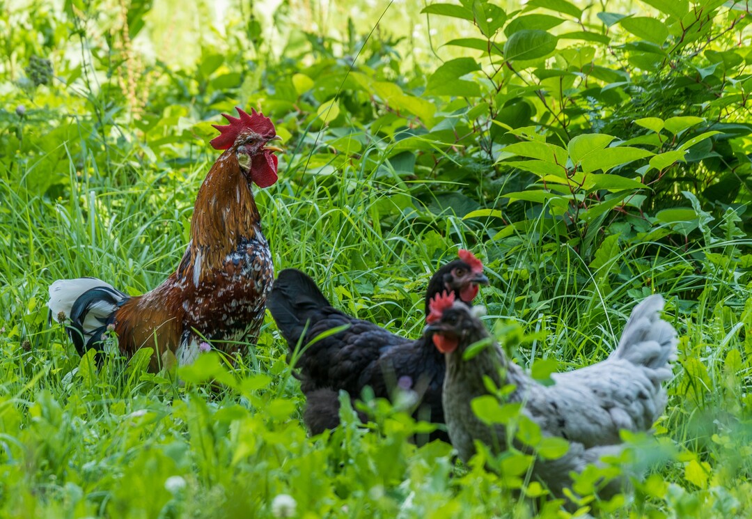 Ein Nachbarschaftsstreit in Lingen, ausgelöst durch den Lärm krähender Hähne, führte zu gerichtlichen Auseinandersetzungen.