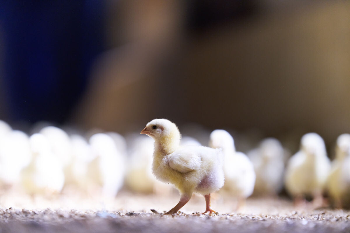 Geflügelreferendum zu mehr Tierwohl DGS MAGAZIN