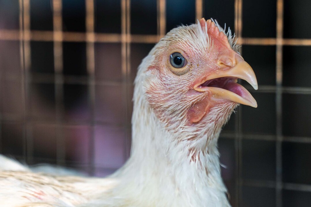 Ab Umgebungstemperaturen von etwa 25 °C wird es für unsere Vögel anstrengend.
