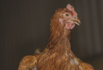 Anzeichen fr Hitzestress sind Schnabelatmung und Abspreizen der Flgel.
