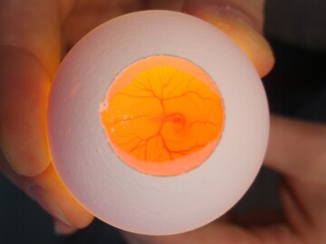 Am Tag 3,5 geffnetes Hhnerei. Geforscht wird
daran, das Geschlecht nunmehr durch die
unversehrte Eischale hindurch zu bestimmen. 