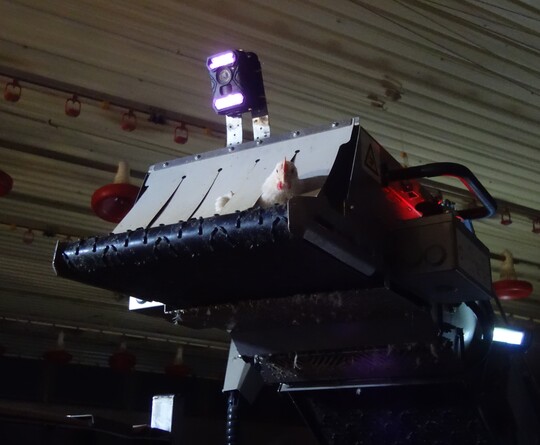 Broiler schaut aus dem Kopf der Fangmaschine