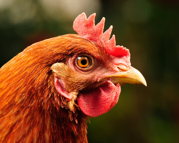Im Kreis Gotha ist die Geflgelpest ausgebrochen. Betroffen ist ein Geflgelzuchtbestand mit einer geringen Zahl an Enten und Hhnern.
