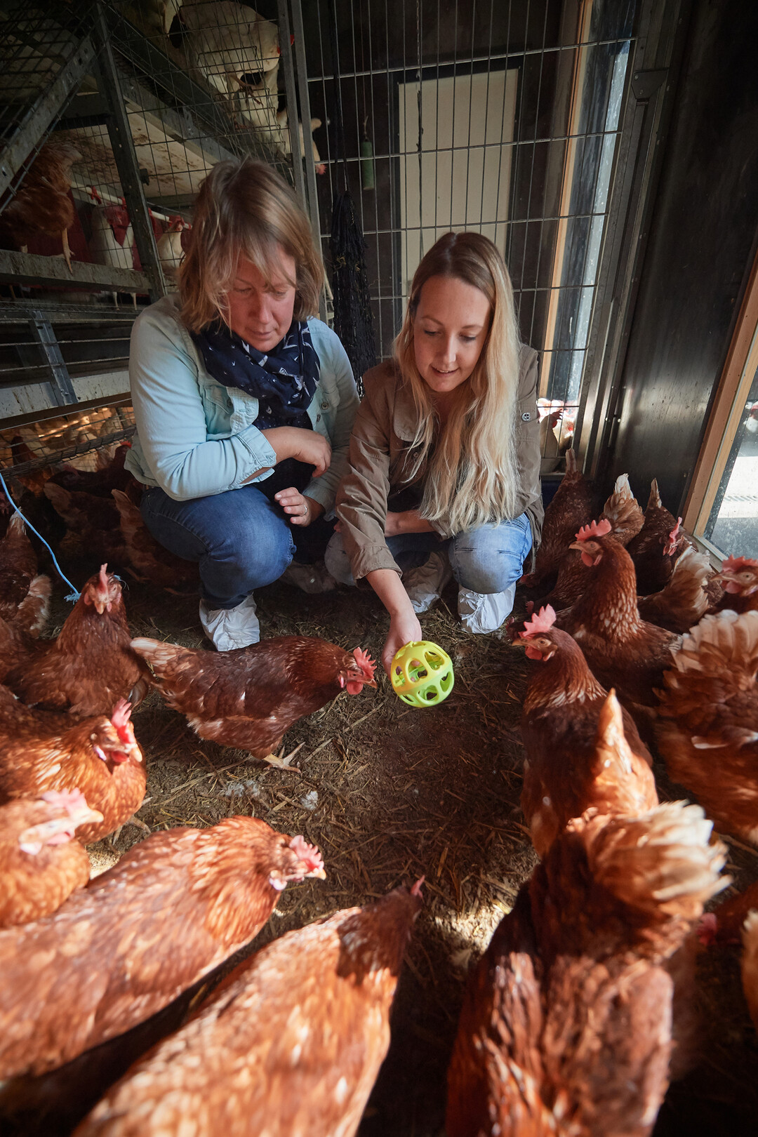 Verhaltensbiologische Tests: Dr. Inga Tiemann (l.) und Sonja Hillemacher (r.) platzieren Kinderspielzeug im Hhnerabteil. Nhern die Tiere sich neugierig, spricht dies fr ein gesundes Verhalten.