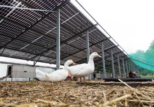 Das SUNfarming Agri-Solarkonzept bietet Wetterschutz und Energieerzeugung in einem. Auf der Versuchsanlage in Rathenow (Brandenburg) knnen Modelle fr verschiedene Tierarten besichtigt werden. Diese Variante zeigt Enten unter den Solar-Paneelen.