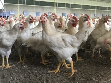  Die Mast der Bruderhhne dauert ca.
90 Tage (nach KAT-Vorgaben mindestens
70 Tage), das Endgewicht liegt bei 1300 g.
Auf dem Betrieb Tieben lief der erste
Durchgang sehr zufriedenstellend. 