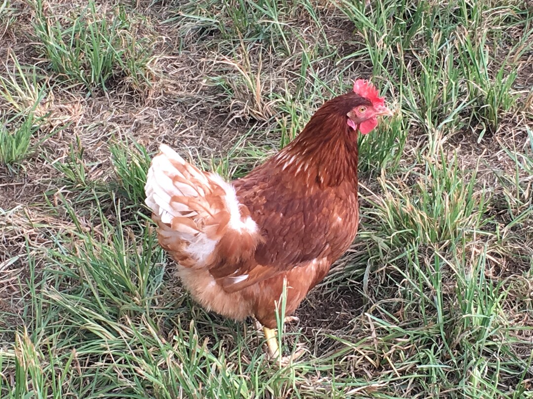 Das Verhltnis zwischen dem
Krpergewicht der Hennen und
Gesundheits- sowie Tierschutzparametern unter Freilandbedingungen wurde bisher wenig untersucht.   