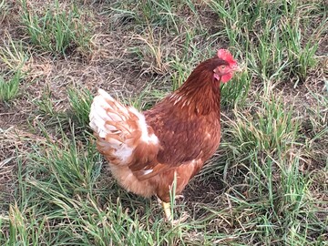 Das Verhltnis zwischen dem
Krpergewicht der Hennen und
Gesundheits- sowie Tierschutzparametern unter Freilandbedingungen wurde bisher wenig untersucht. 