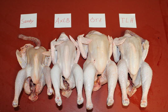 Schlachtk�rper von Zweinutzungsh�hnen (20.?LW), Leistungspr�fung LfL Kitzingen (von links nach rechts: Sandy (Lohmann Breeders); Augsburger x LB classic; 
�TZ coffee; Triesdorfer Landhuhn).