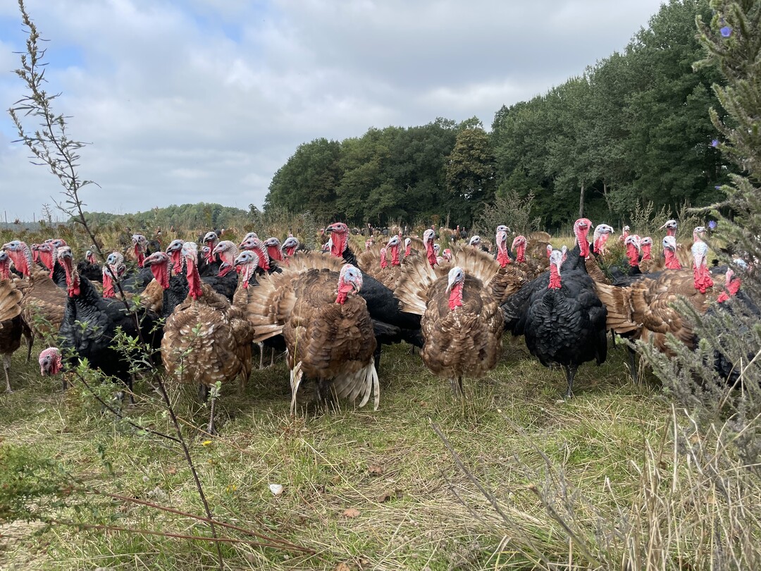 Imposant erscheint das Balzgehabe
der Putenhhne. Genug Platz ist vorhanden, damit der Schwanz zu einem Rad
gefchert werden kann.  