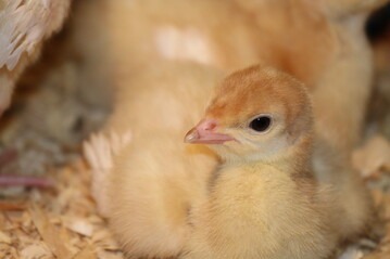 In die Tierschutz-Nutztierhaltungsverordnung sollen Regelungen fr die Besatzdichte im Putenstall aufgenommen werden.