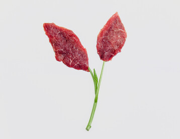 Wird In-vitro Fleisch zuknftig aus einer Kombinationen aus pflanzlichen Bestandteilen und aus Fleisch aus Zellkulturen bestehen? Die Zukunft wird es zeigen.
