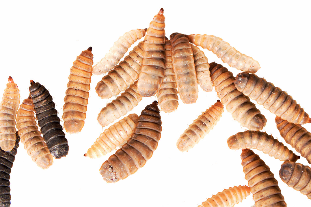 Insekten haben als Protein- und Fettquelle viele Vorteile. Für die Aufzucht der Larven kann auf bereits bewährte Techniken zurückgegriffen werden.